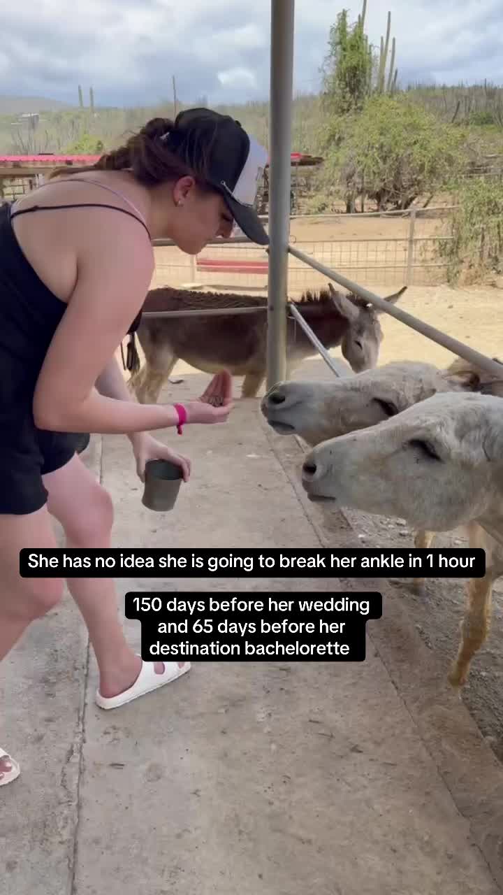 Donkey Sanctuary Aruba