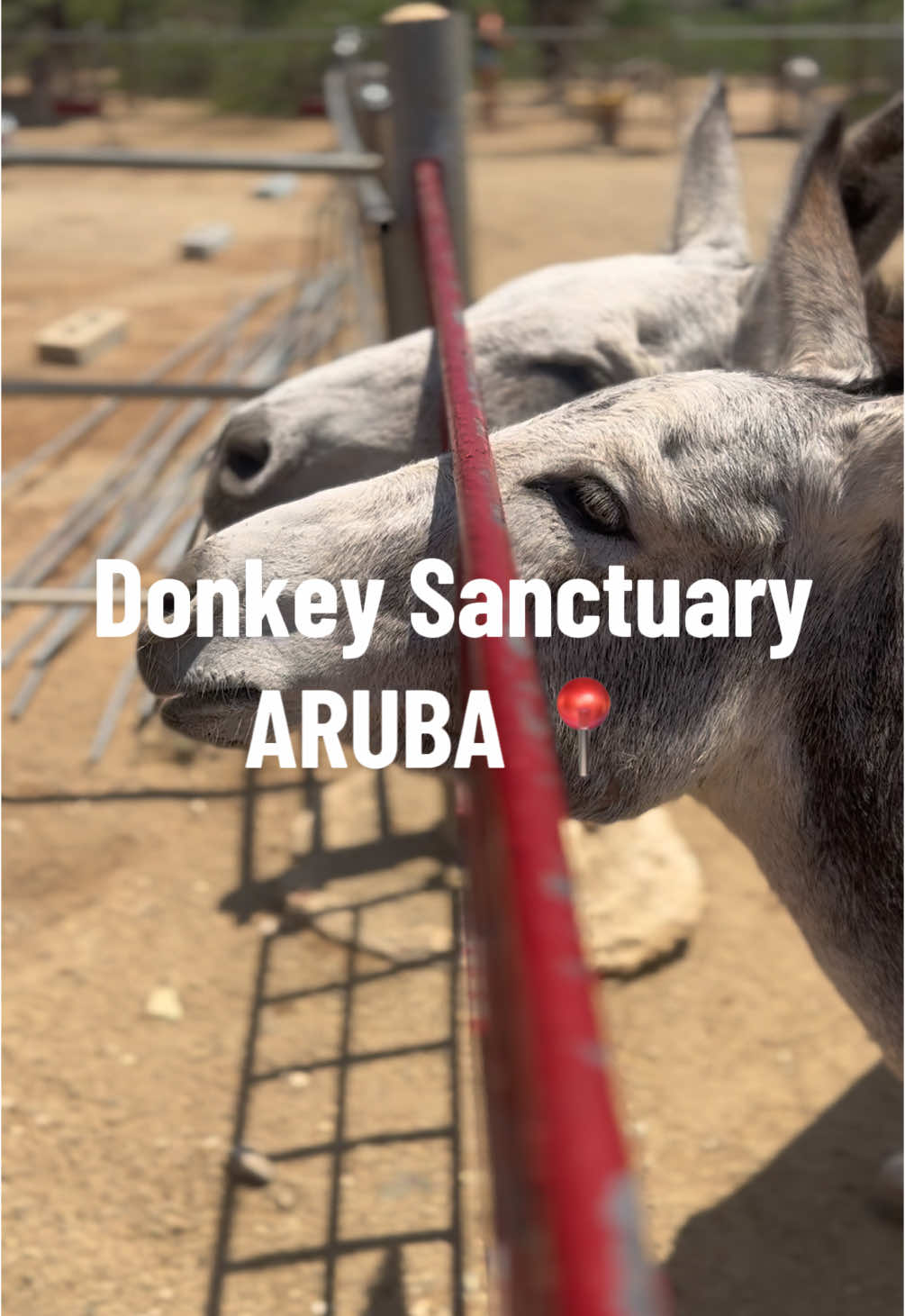Donkey Sanctuary Aruba