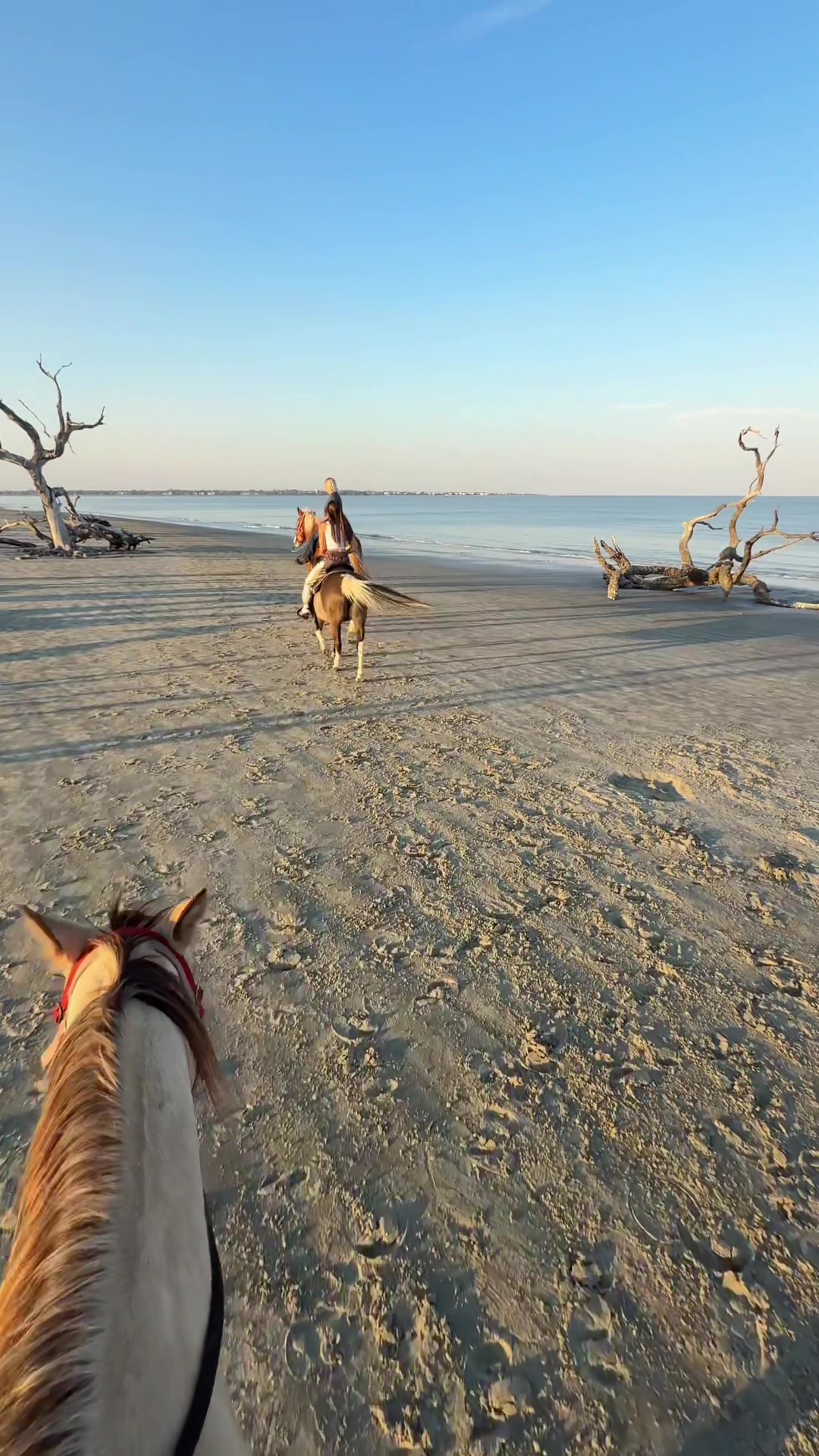 Driftwood Beach