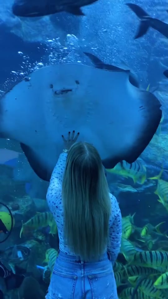 Dubai Aquarium & Underwater Zoo