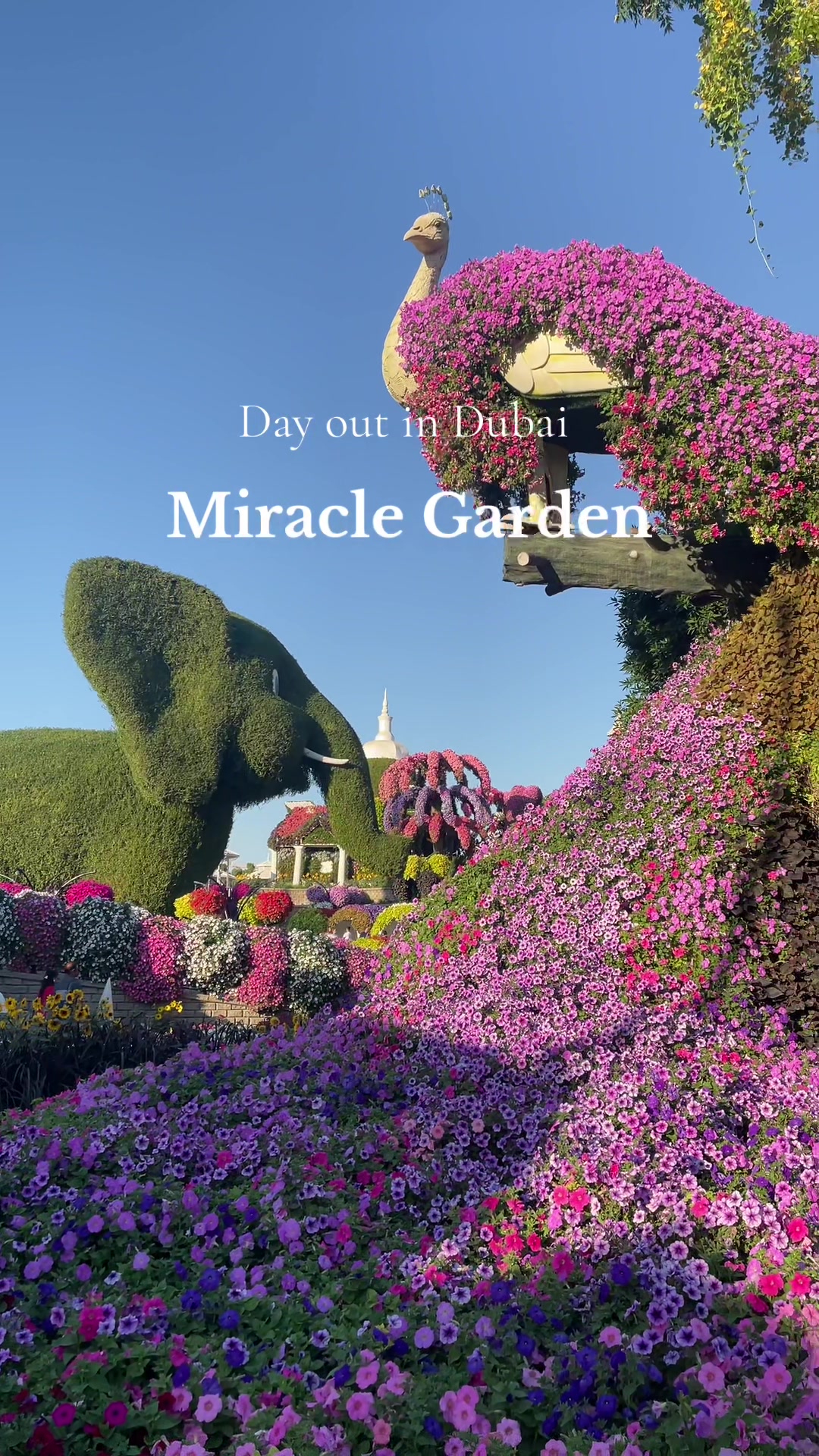 Dubai Miracle Garden