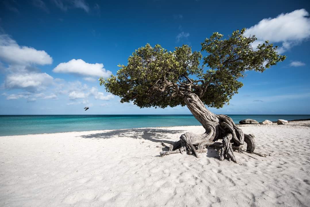 Aruba 5 Day Itinerary