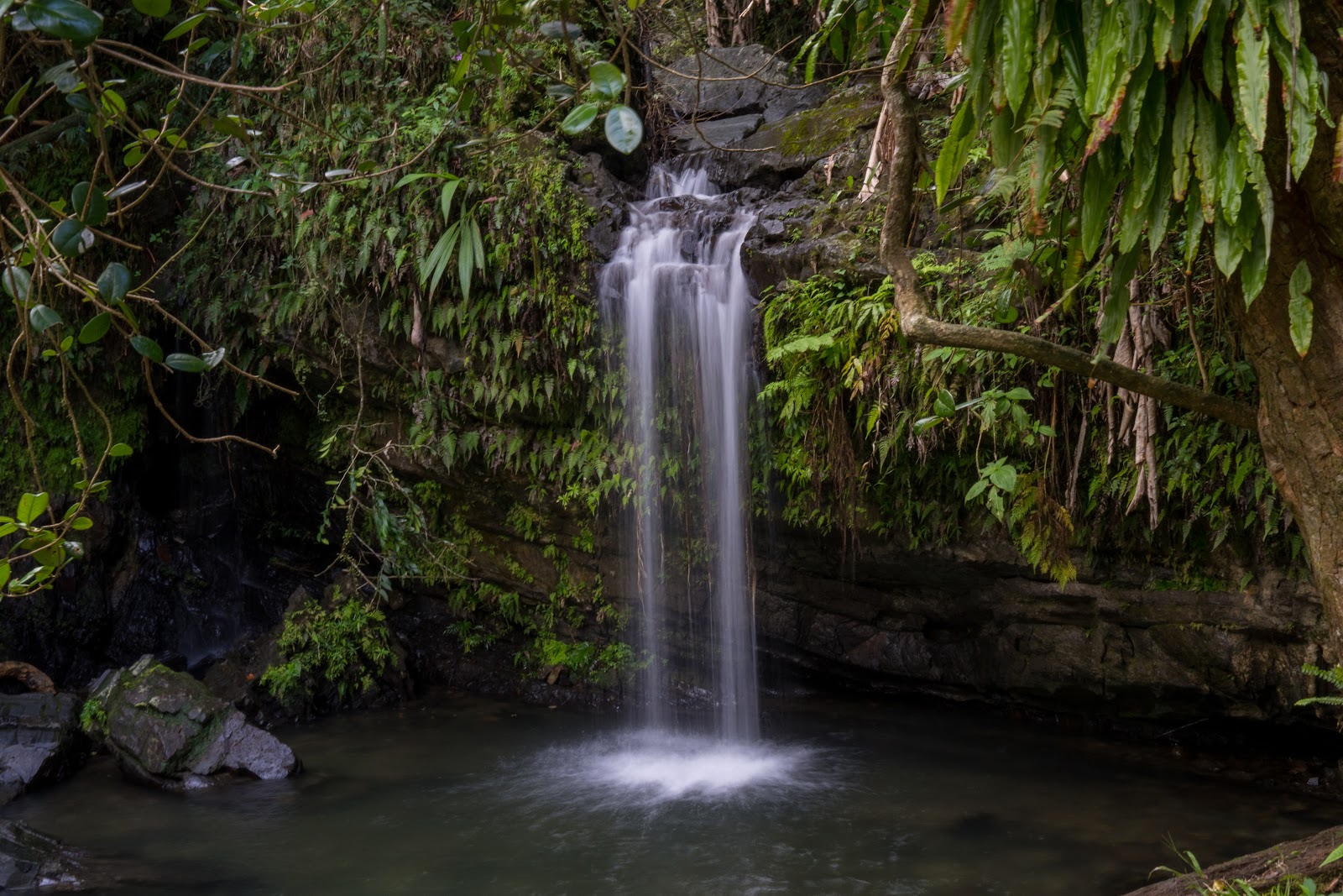 El Yunque National Forest