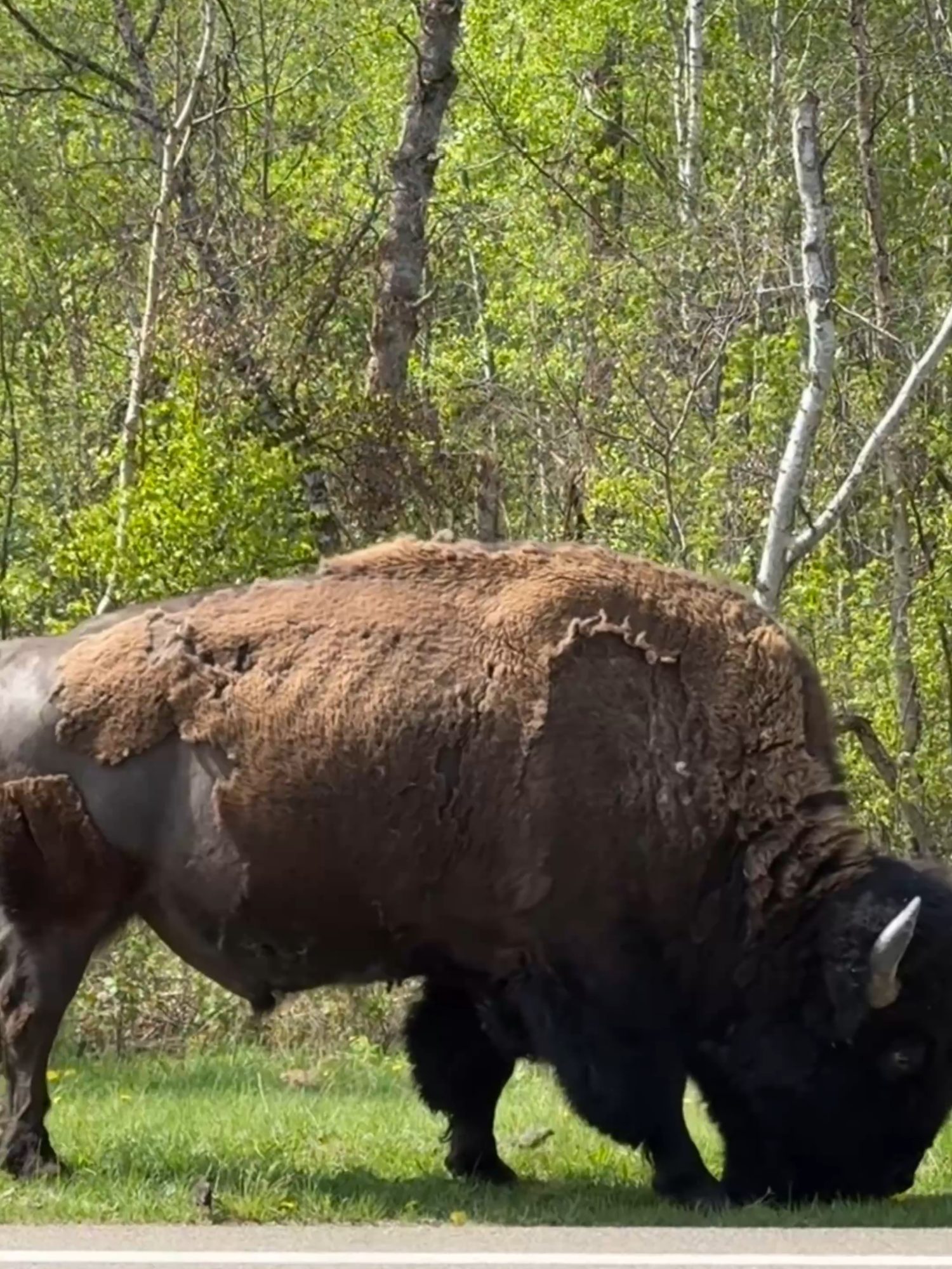 Elk Island National Park