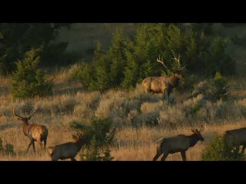Field & Stream Bozeman