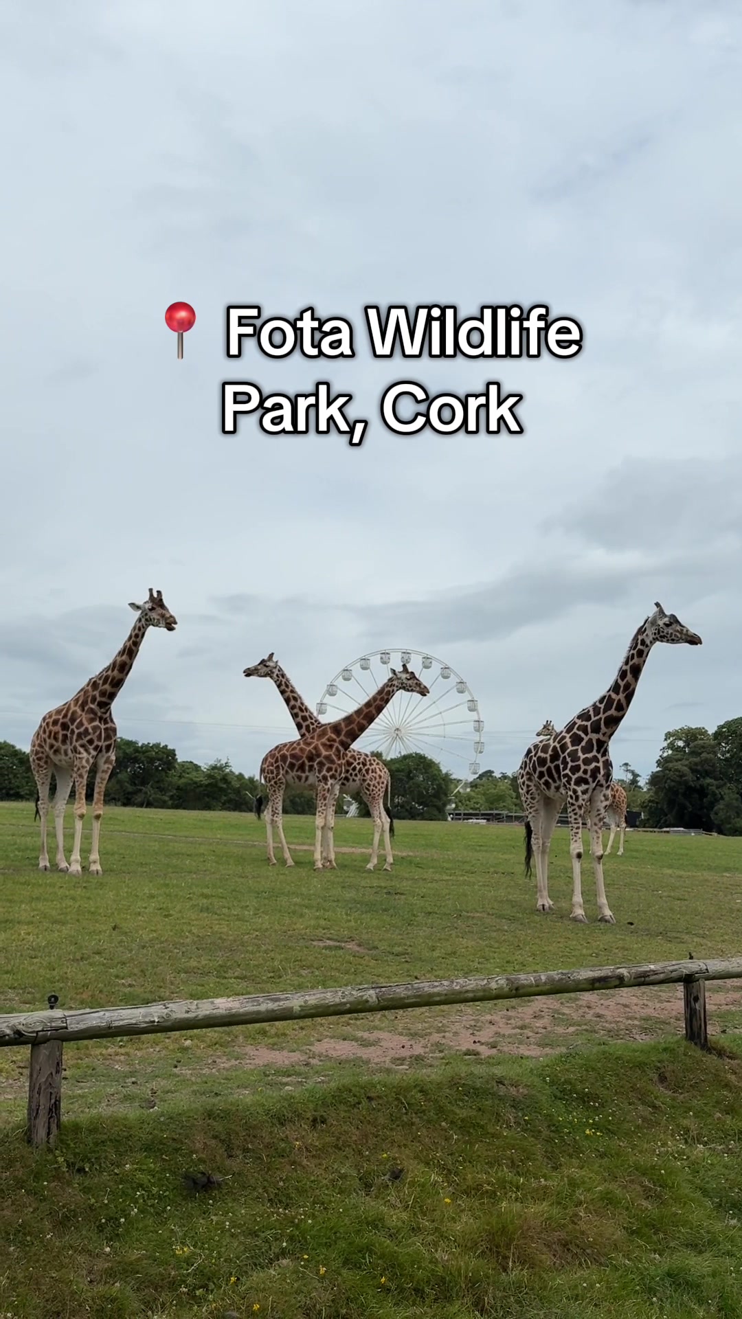 Fota Wildlife Park