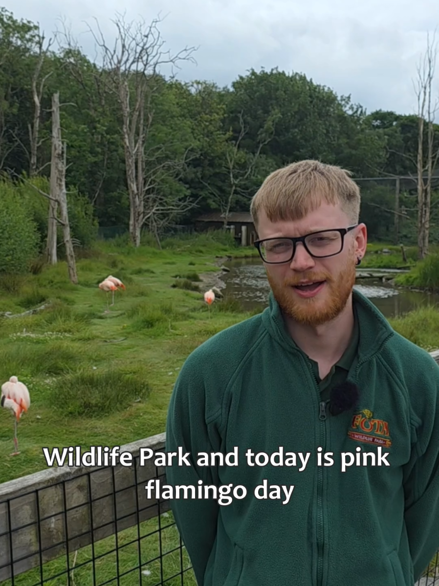 Fota Wildlife Park