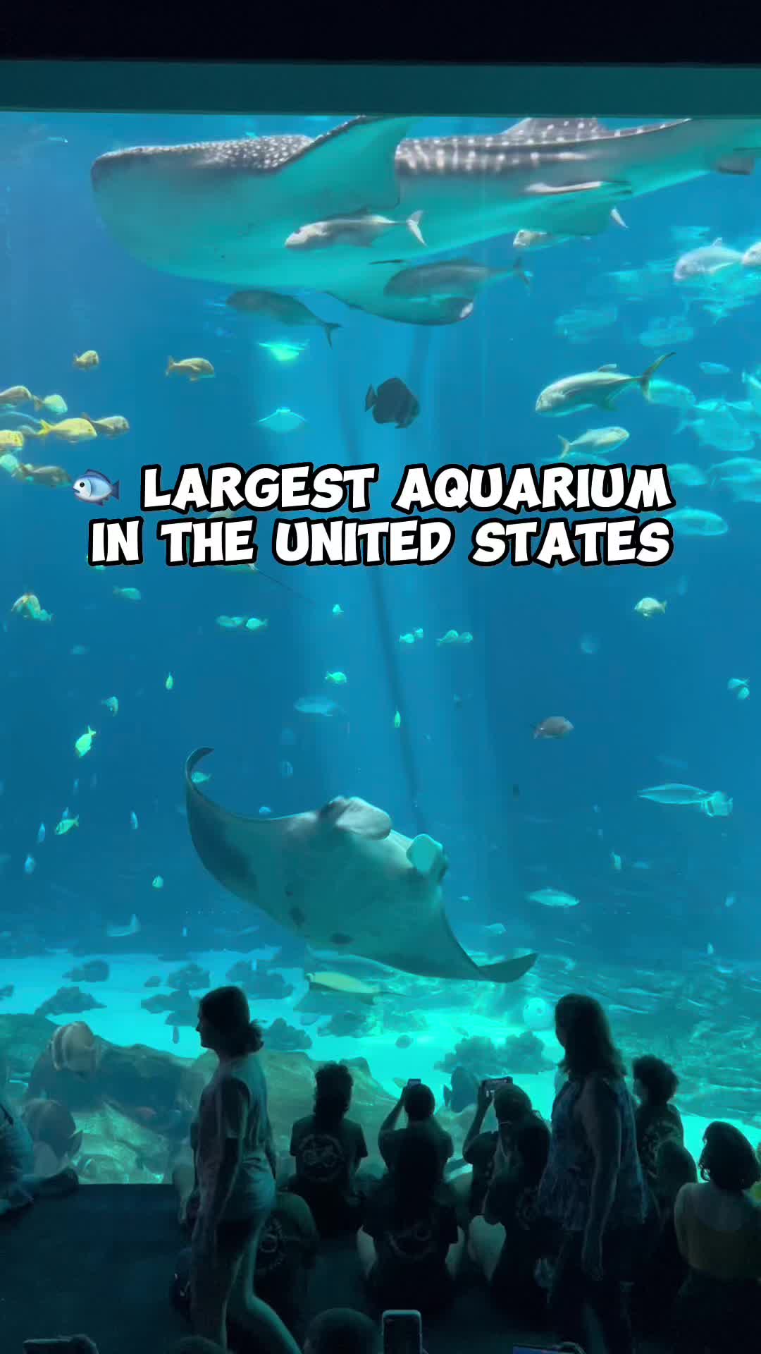 Georgia Aquarium