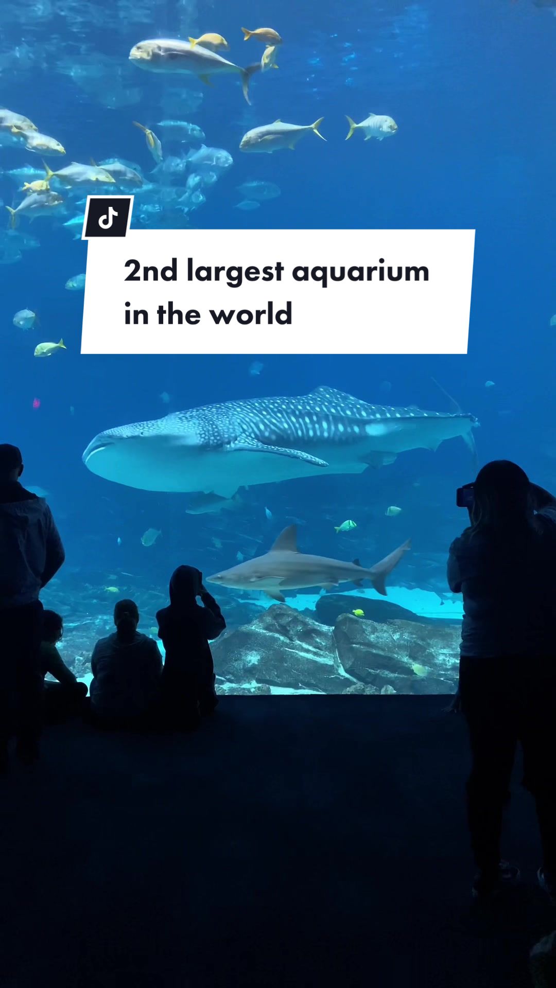 Georgia Aquarium