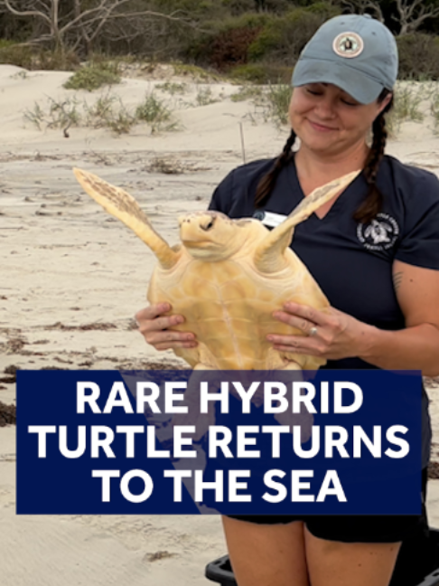 Georgia Sea Turtle Center