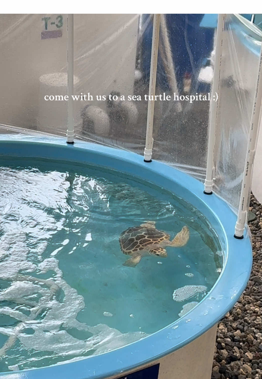 Georgia Sea Turtle Center