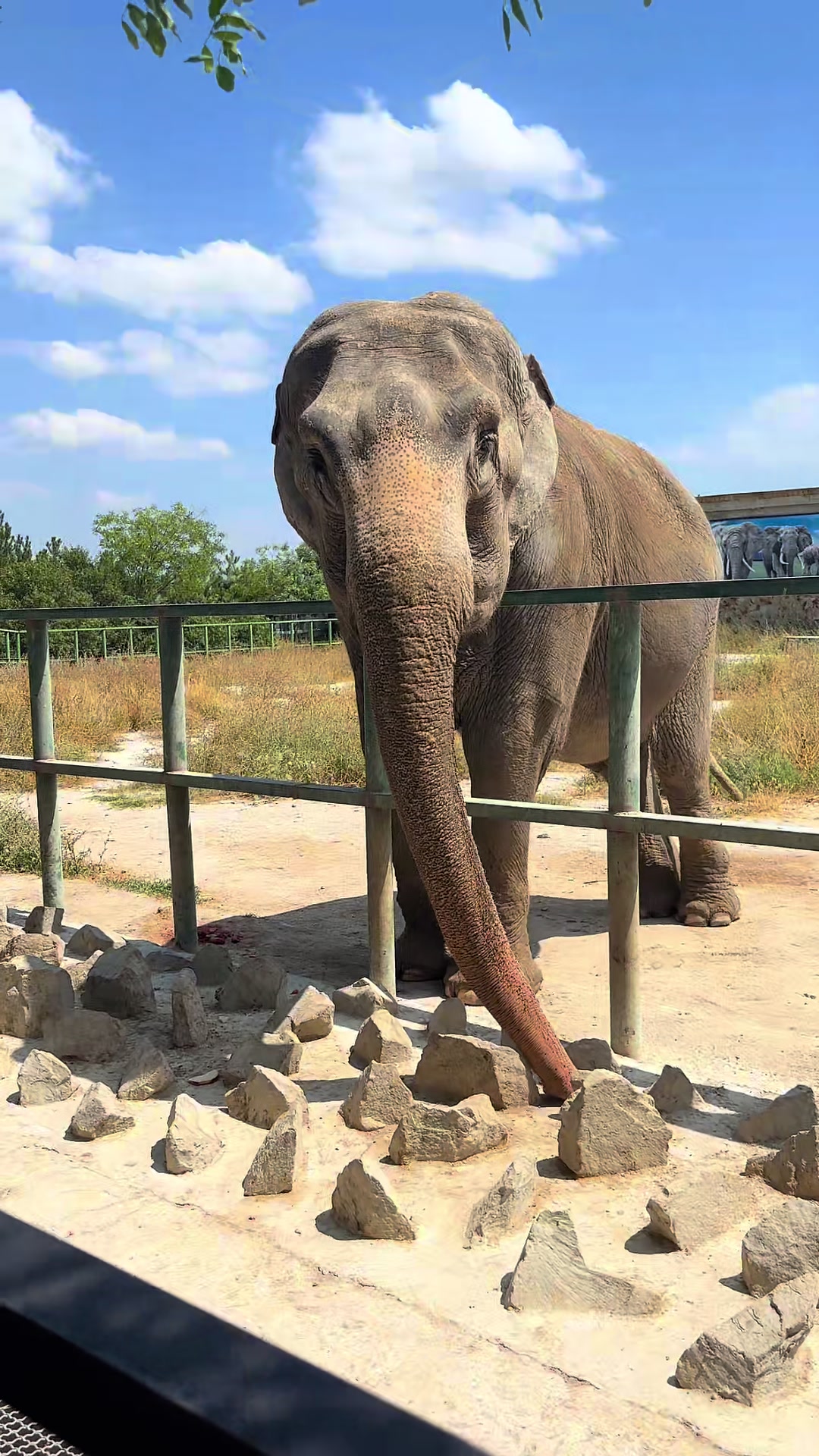 Givskud Zoo (Сафари-парк), Гивскуд