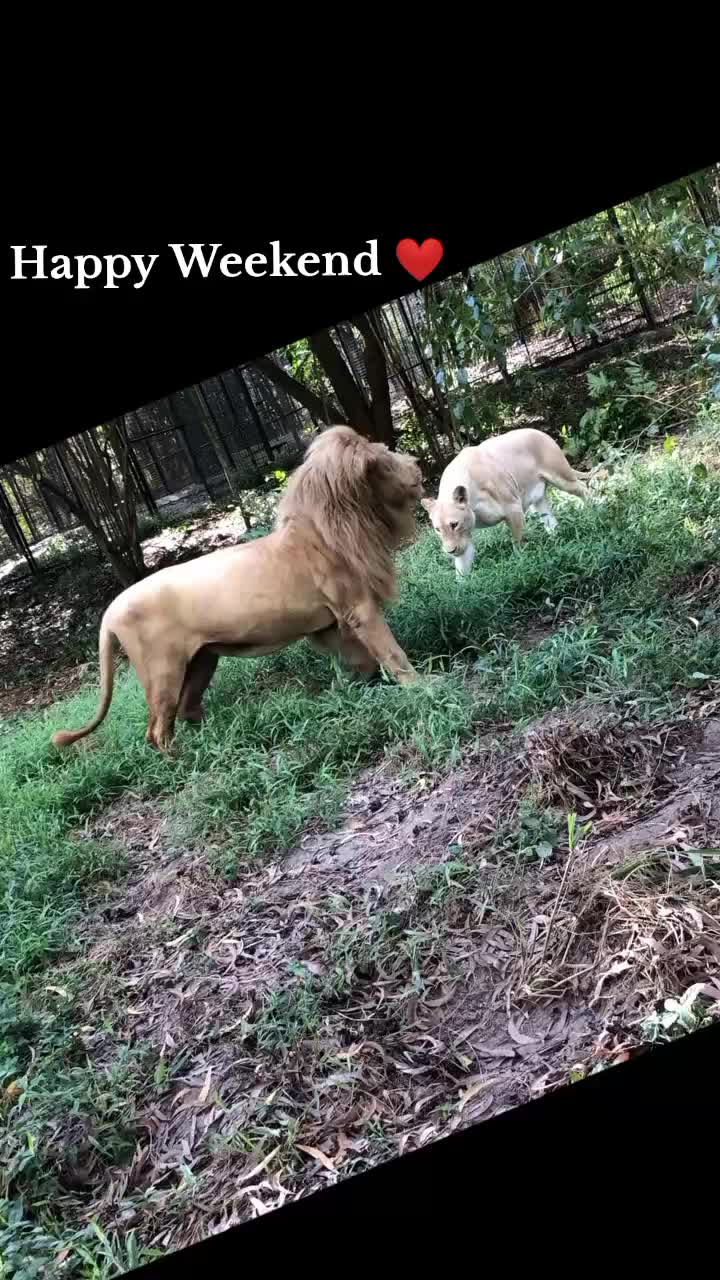 גן החיות Cheetah’s Rock