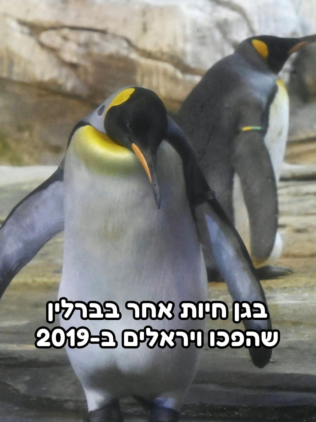 גן החיות של ברלין