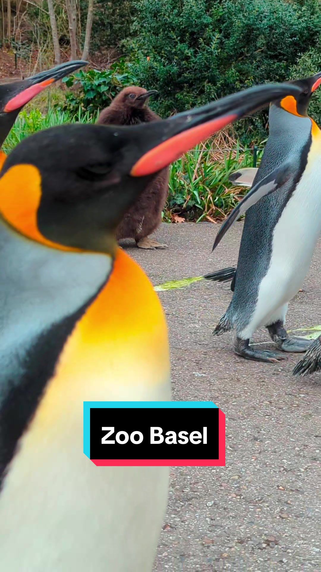 גן החיות של בזל (Zoo Basel)