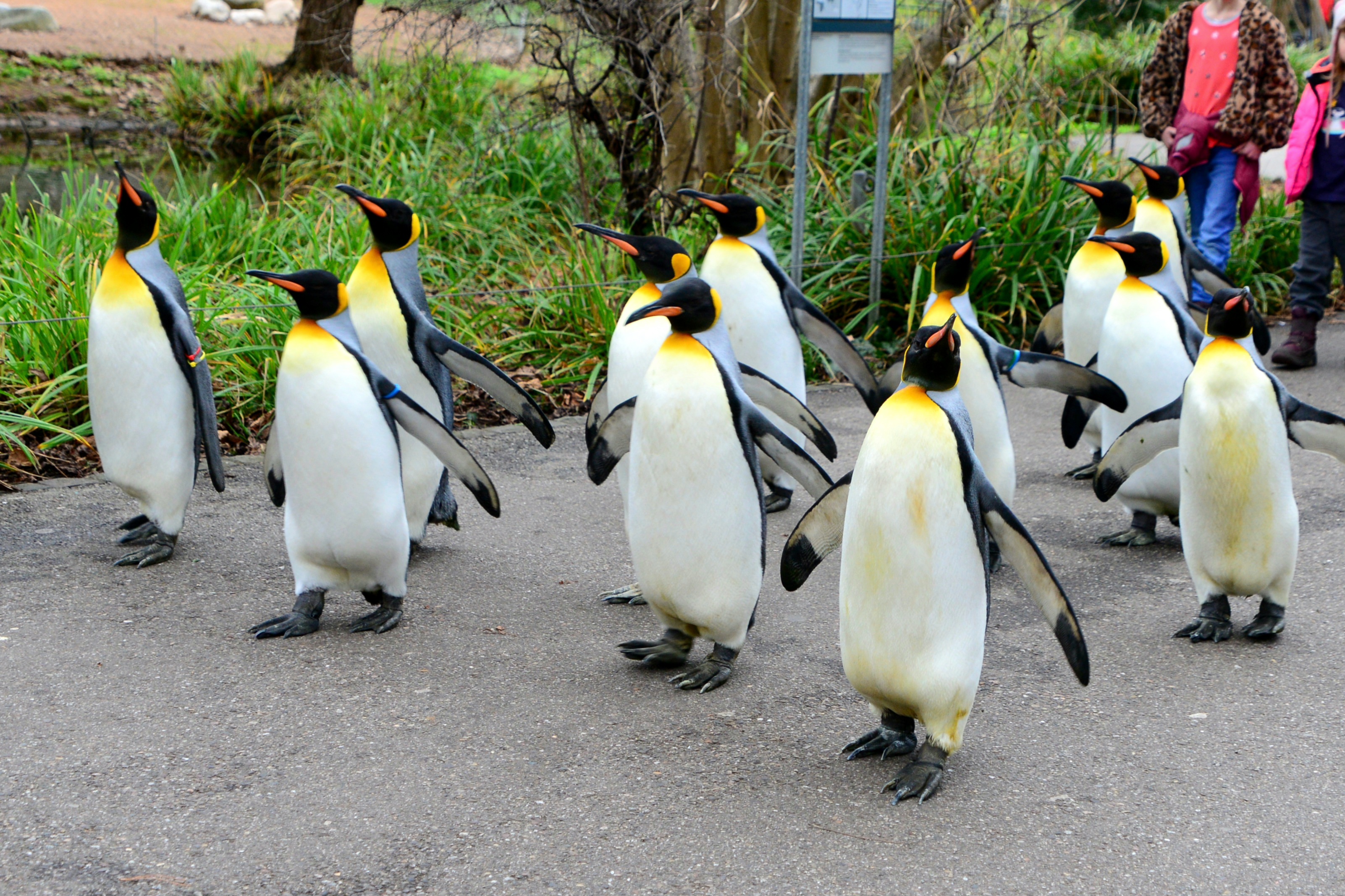 גן החיות של בזל (Zoo Basel)