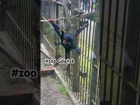 גן החיות של גדנסק (Zoo Gdańsk)