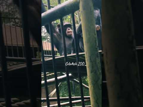 גן החיות של גדנסק (Zoo Gdańsk)