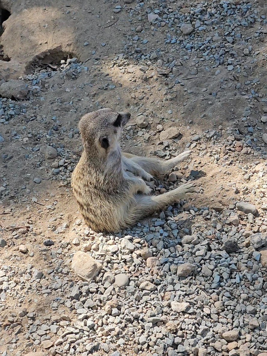 גן החיות של לימסול (Limassol Zoo / Dasoudi Forest area)
