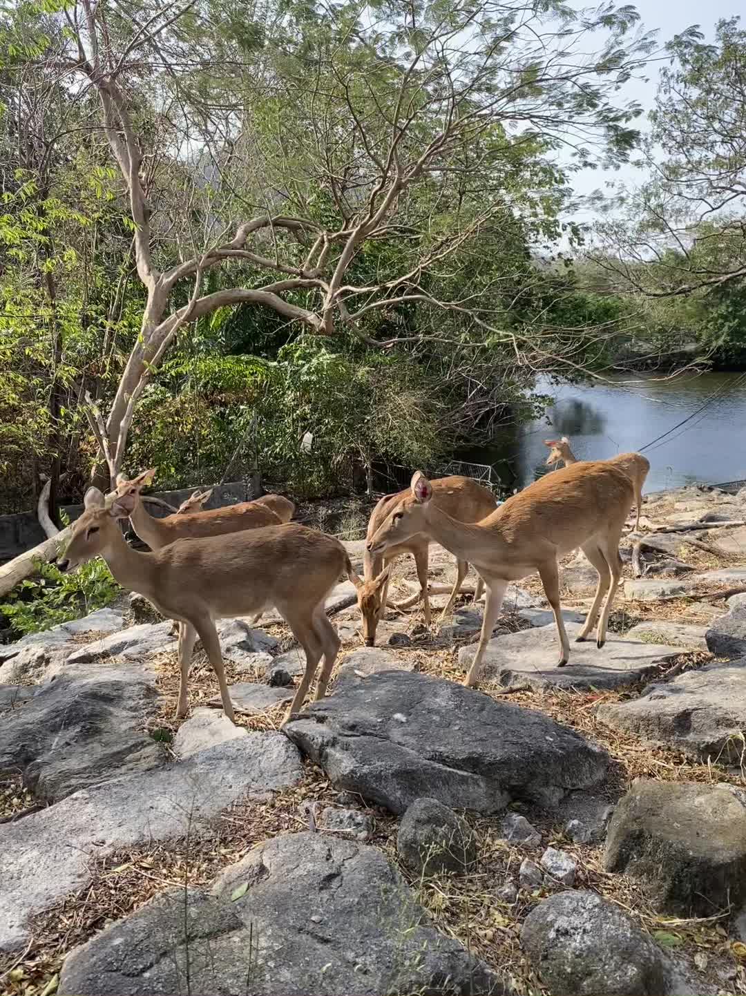 גן החיות טייגר קינגדום