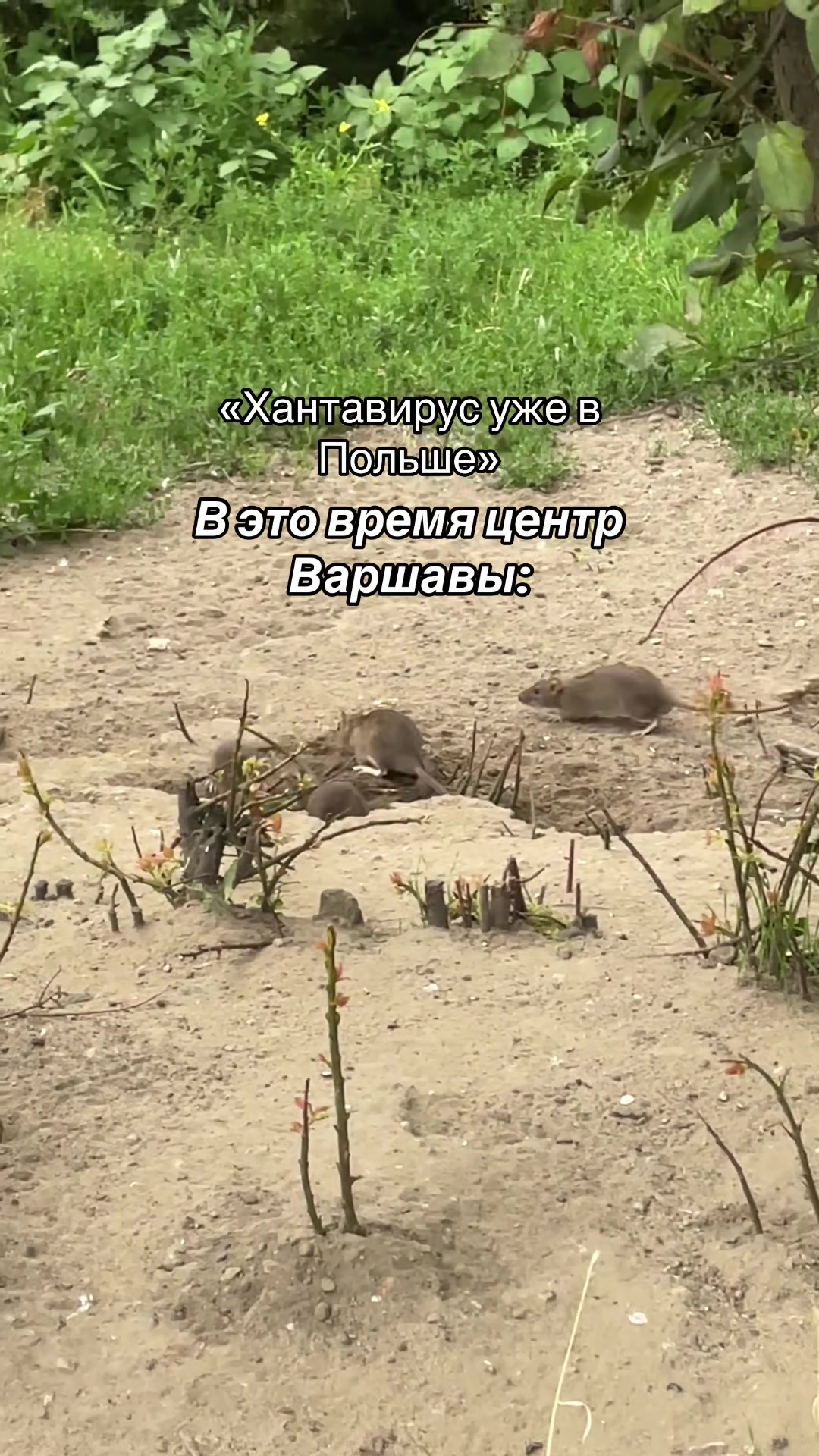 Гора Вежица, Кашубия
