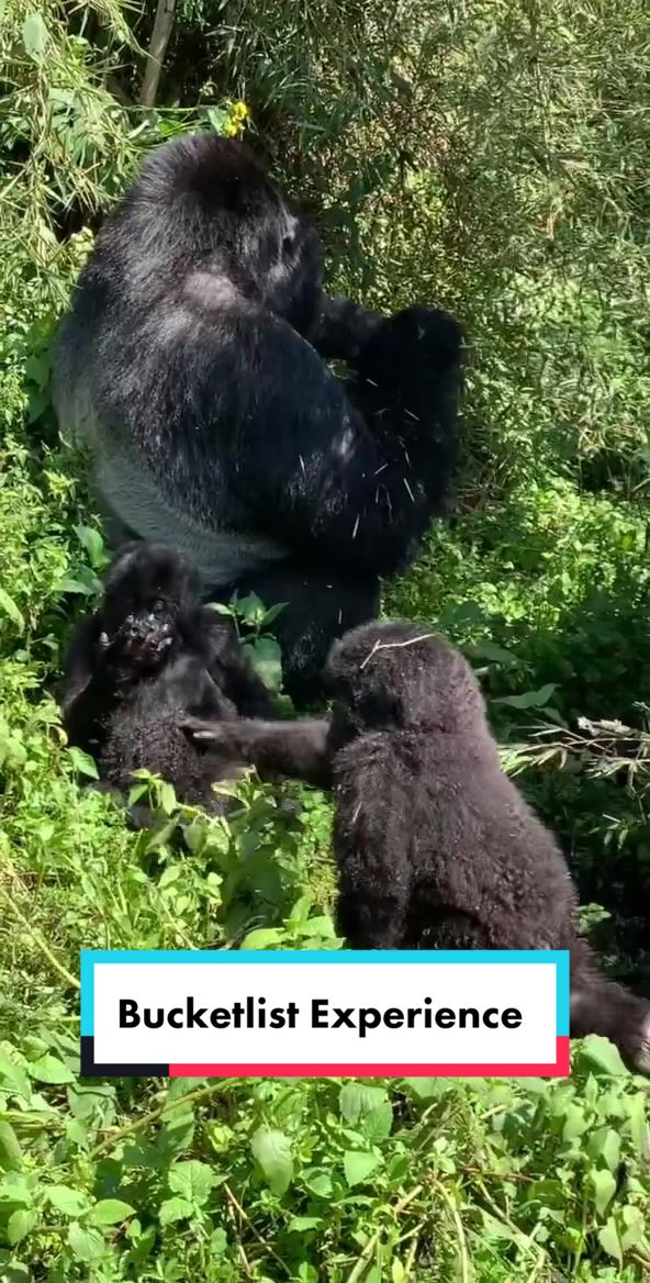 Gorillas at Volcanoes