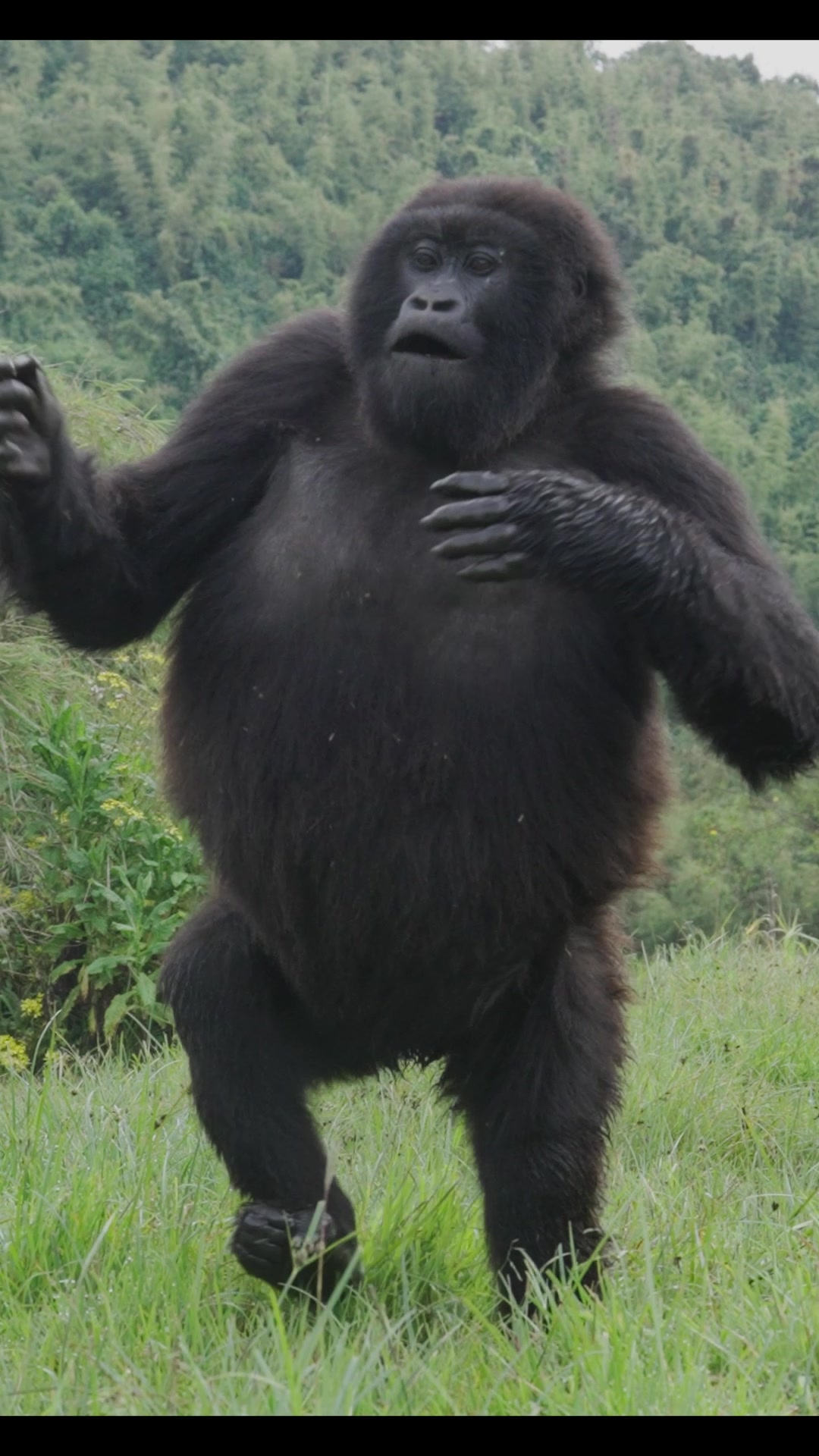 Gorillas at Volcanoes