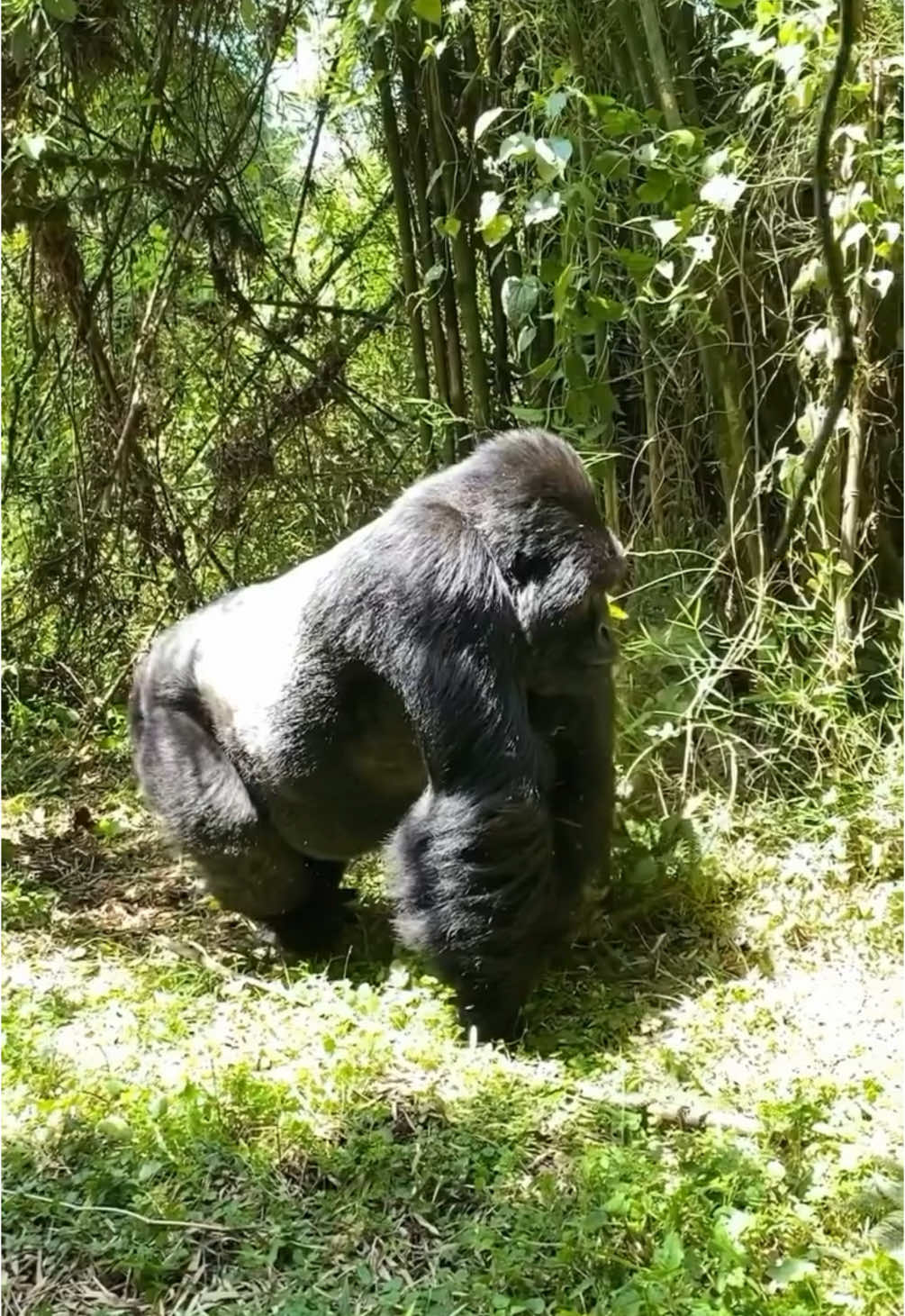 Gorillas at Volcanoes