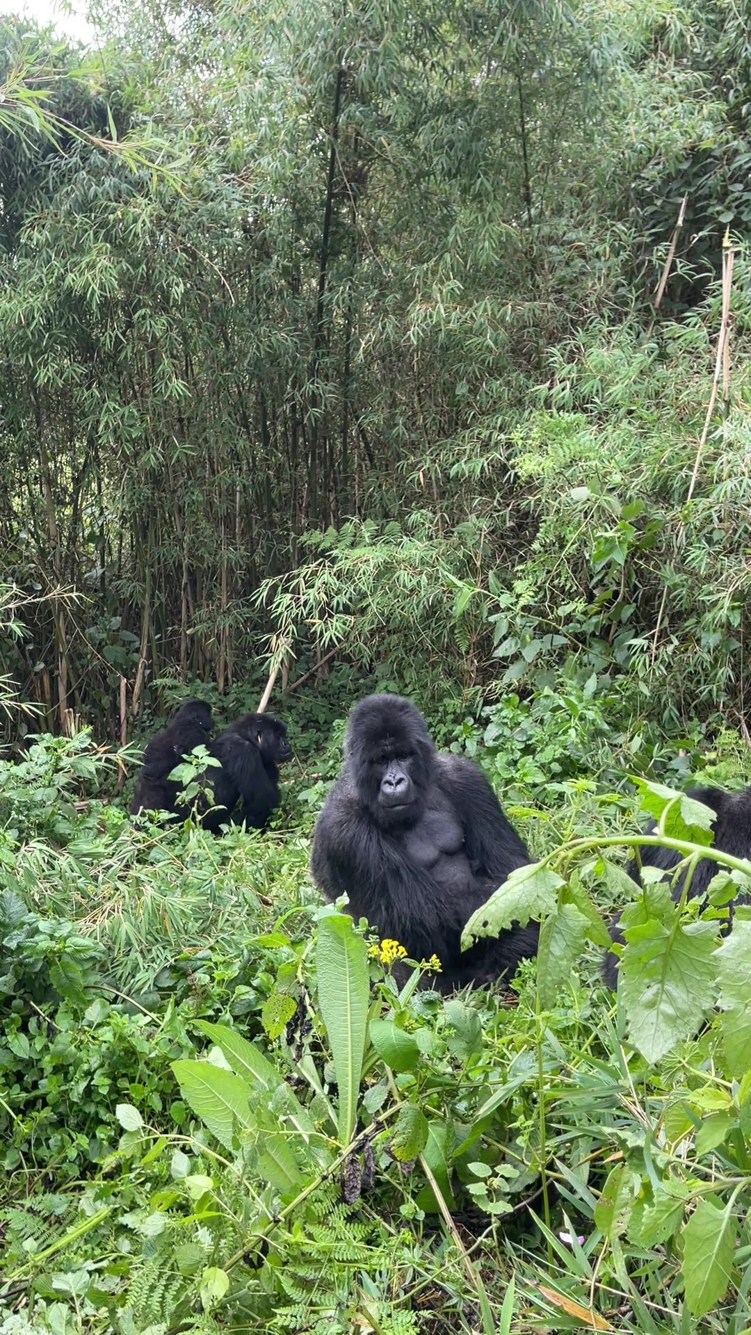 Gorillas at Volcanoes