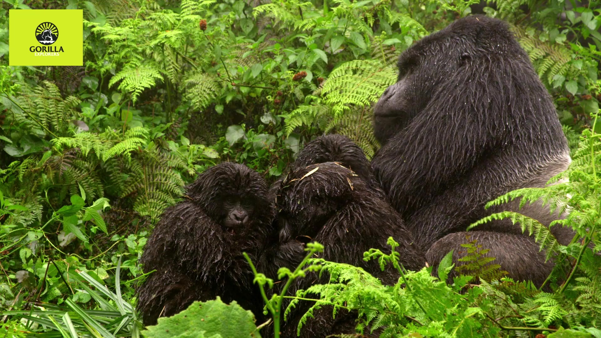 Gorillas at Volcanoes