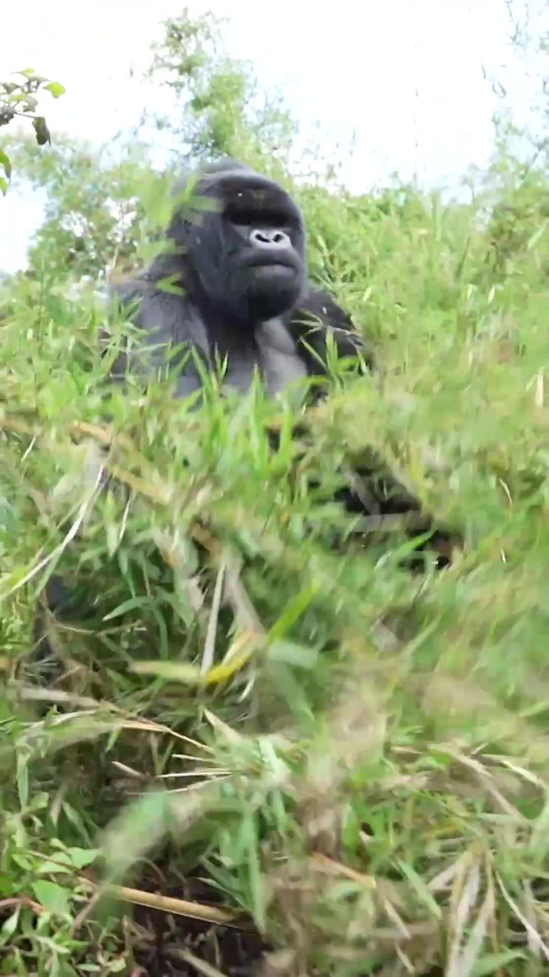 Gorillas at Volcanoes