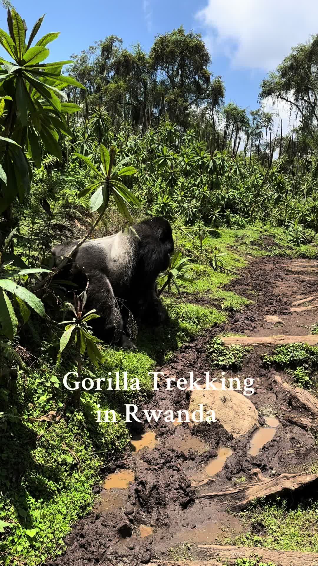 Gorillas at Volcanoes