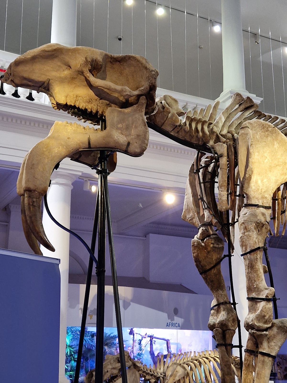 מוזיאון אנטיפה - Grigore Antipa National Museum of Natural History