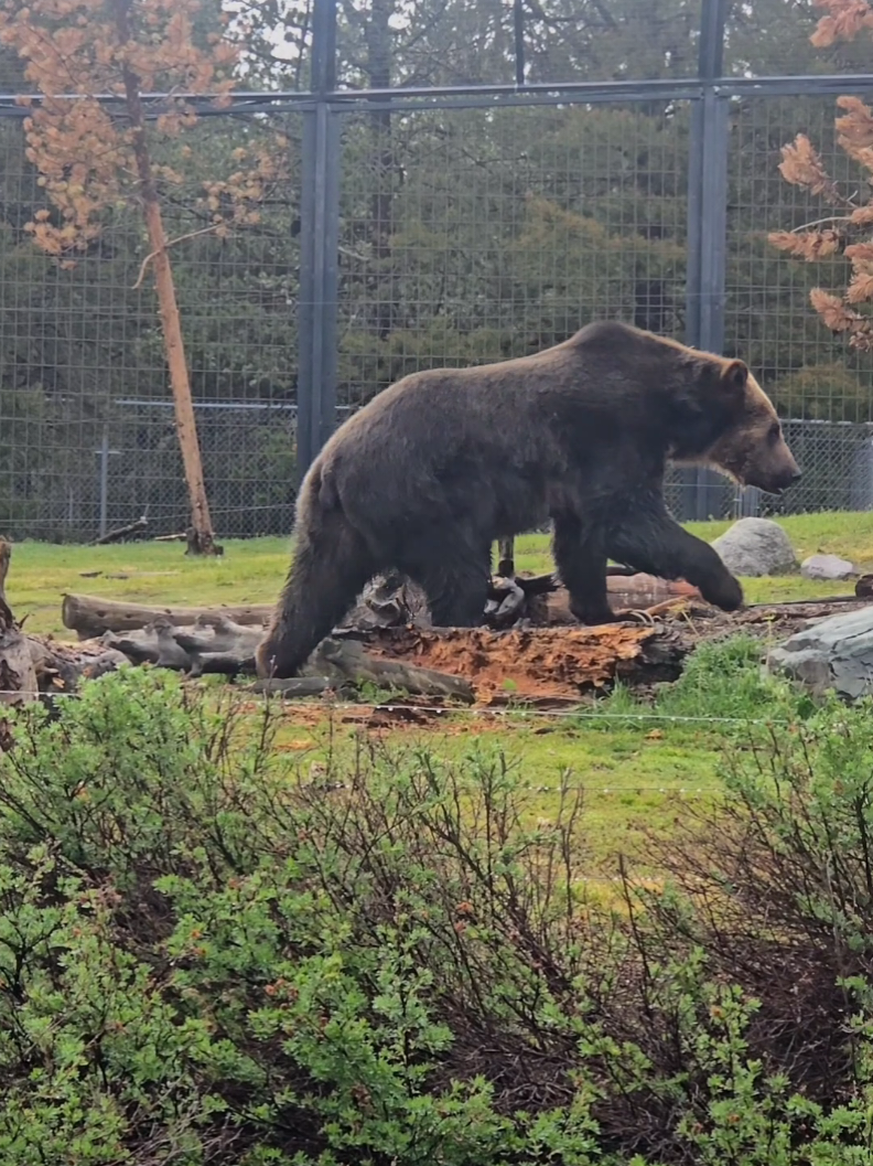 Grizzly & Wolf Discovery Center