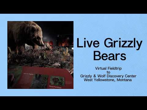 Grizzly & Wolf Discovery Center