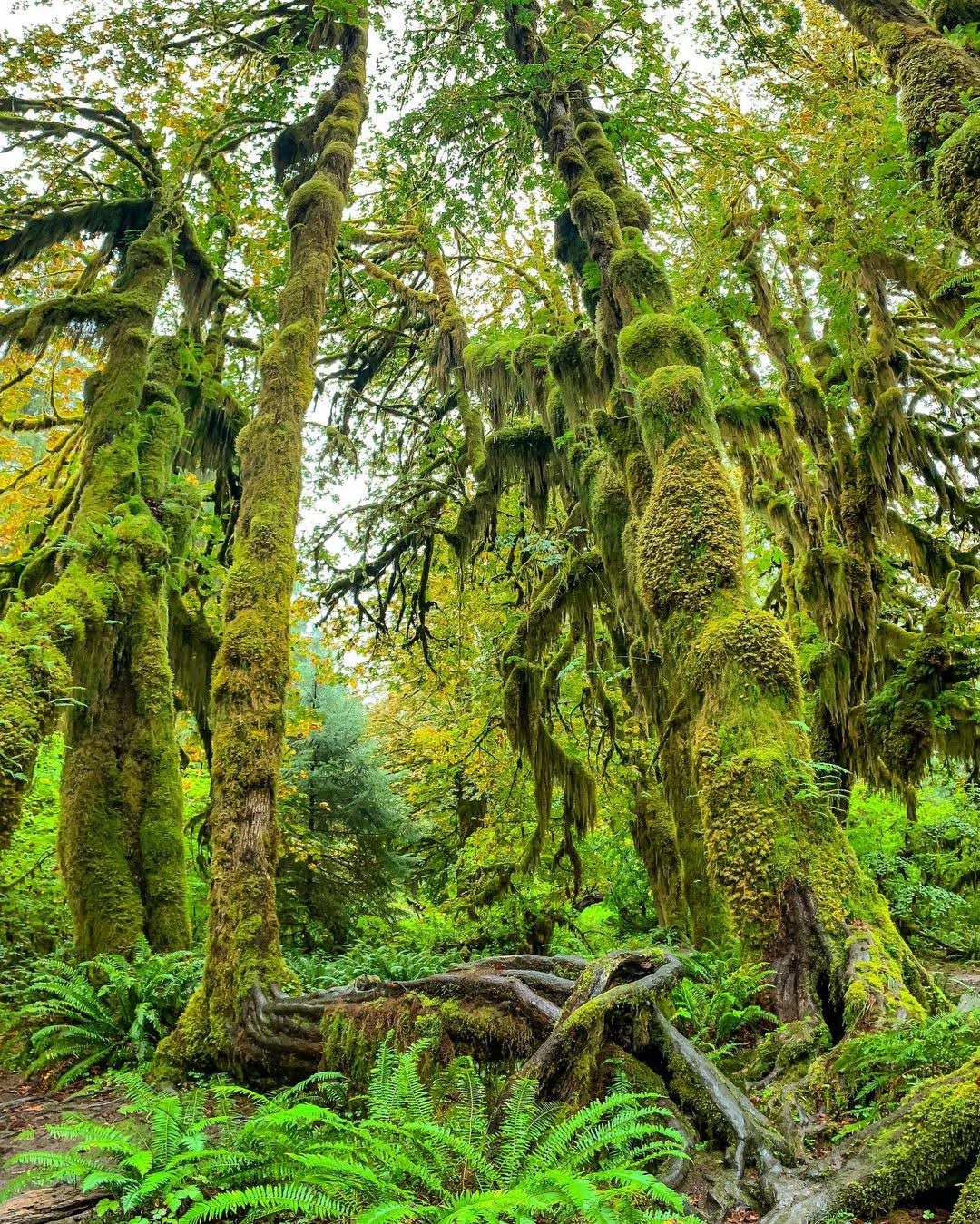 Hoh Rain Forest - Hall of Mosses Trail