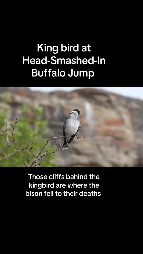 Head-Smashed-In Buffalo Jump