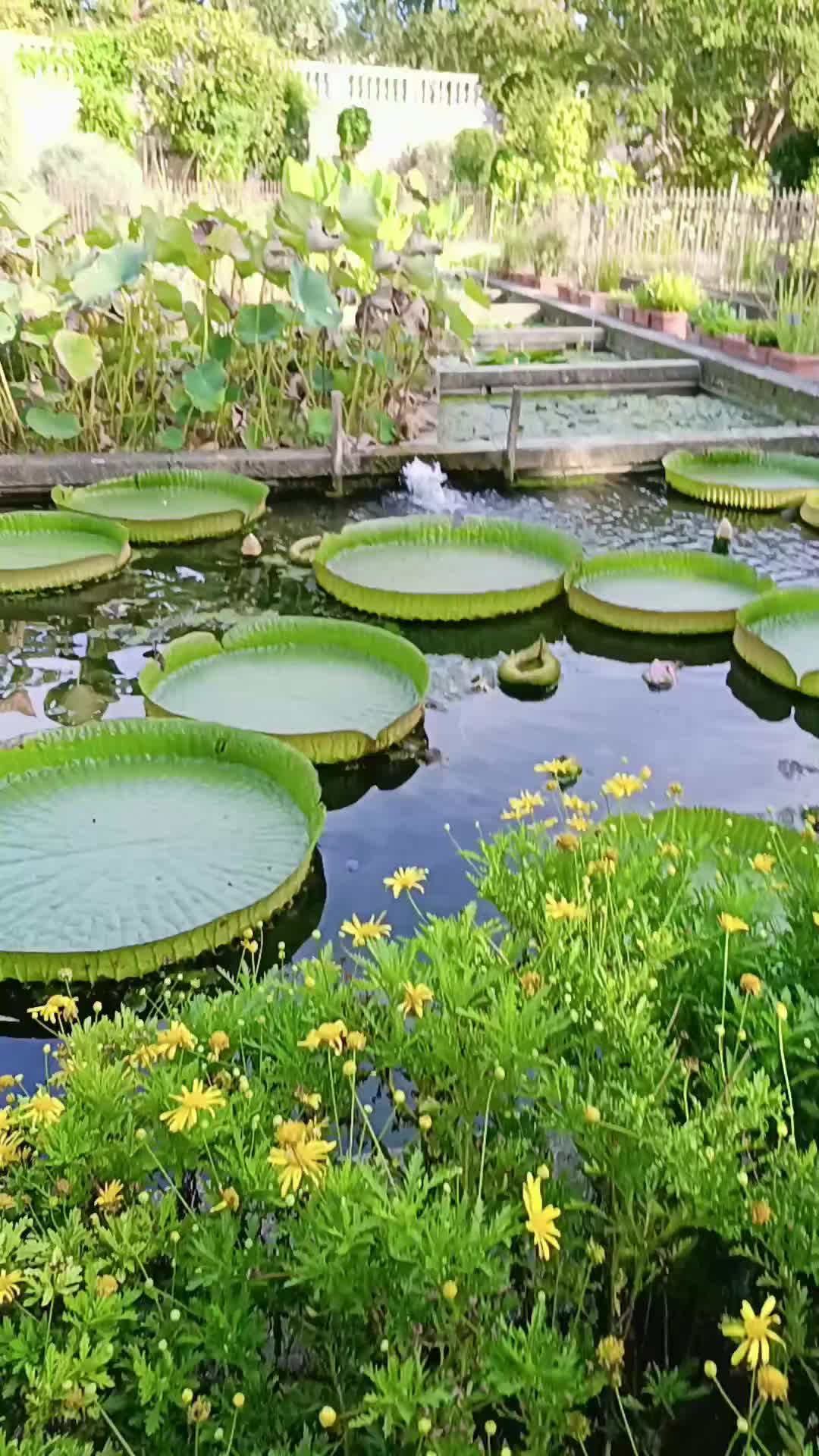 הגן הבוטני של פדובה (Orto Botanico di Padova)