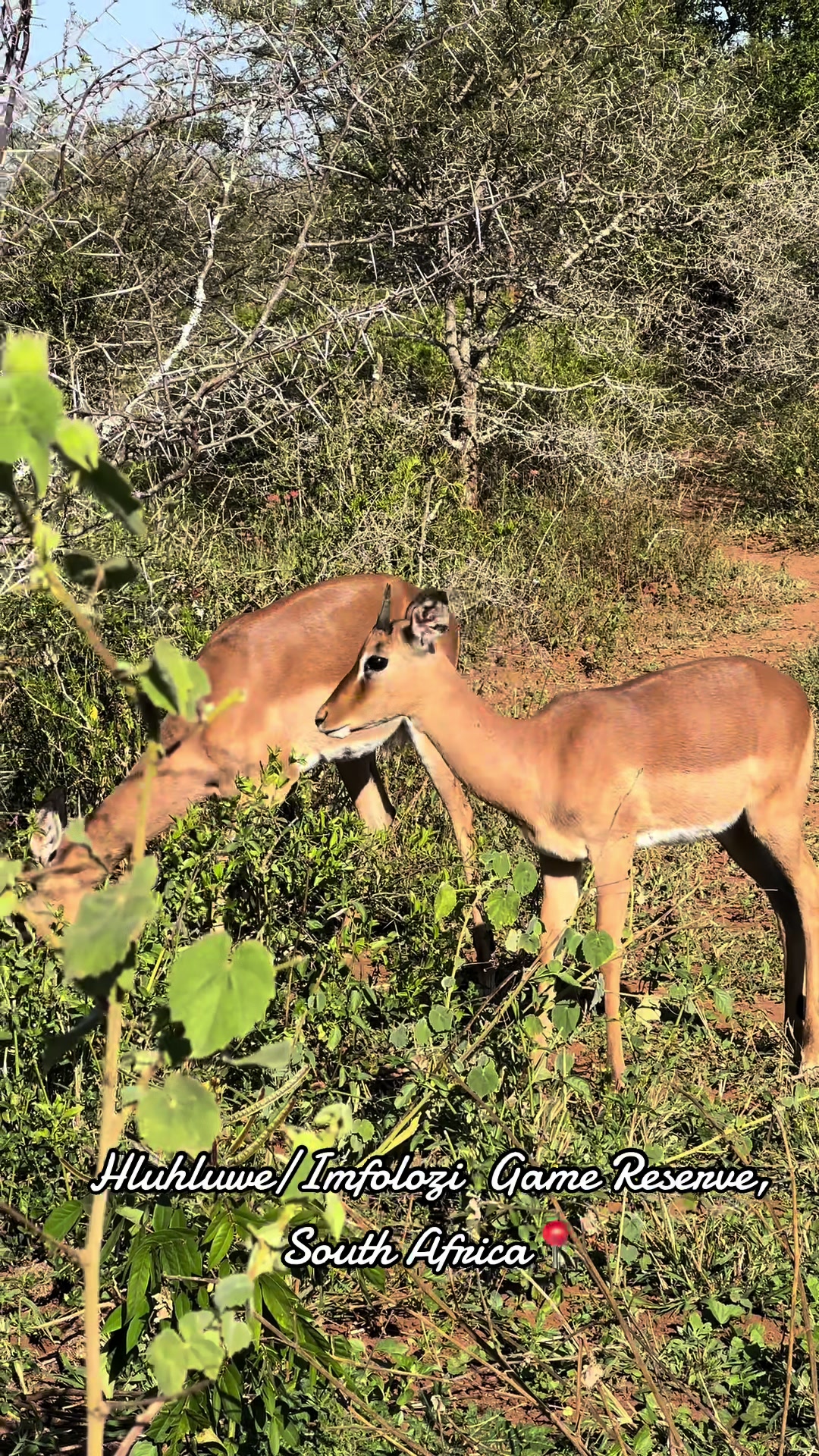 Hluhluwe–Imfolozi Park