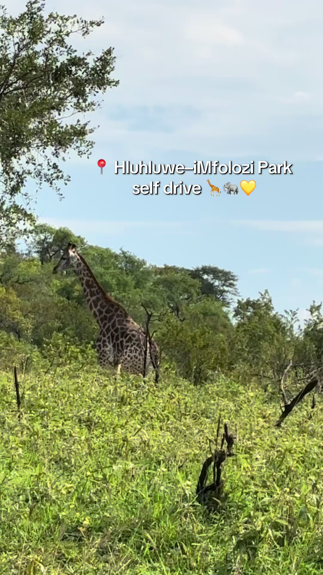 Hluhluwe–Imfolozi Park