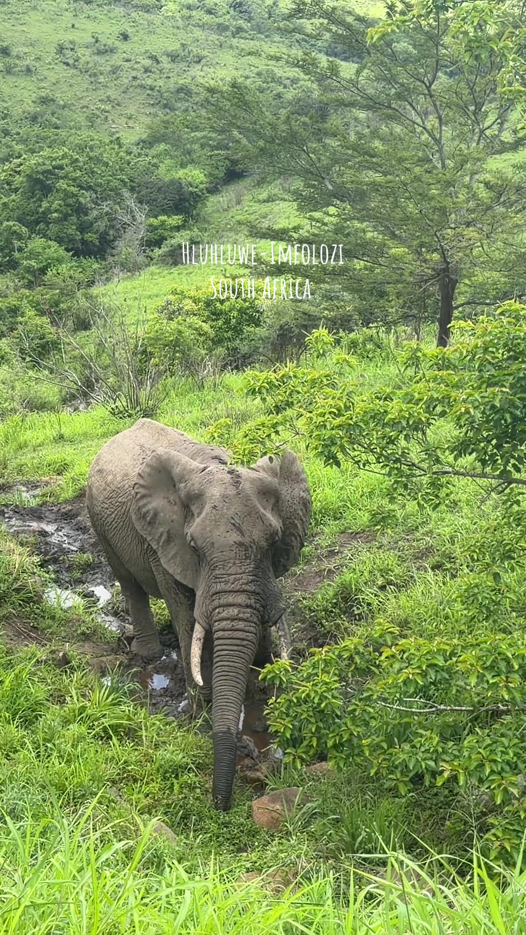 Hluhluwe–Imfolozi Park