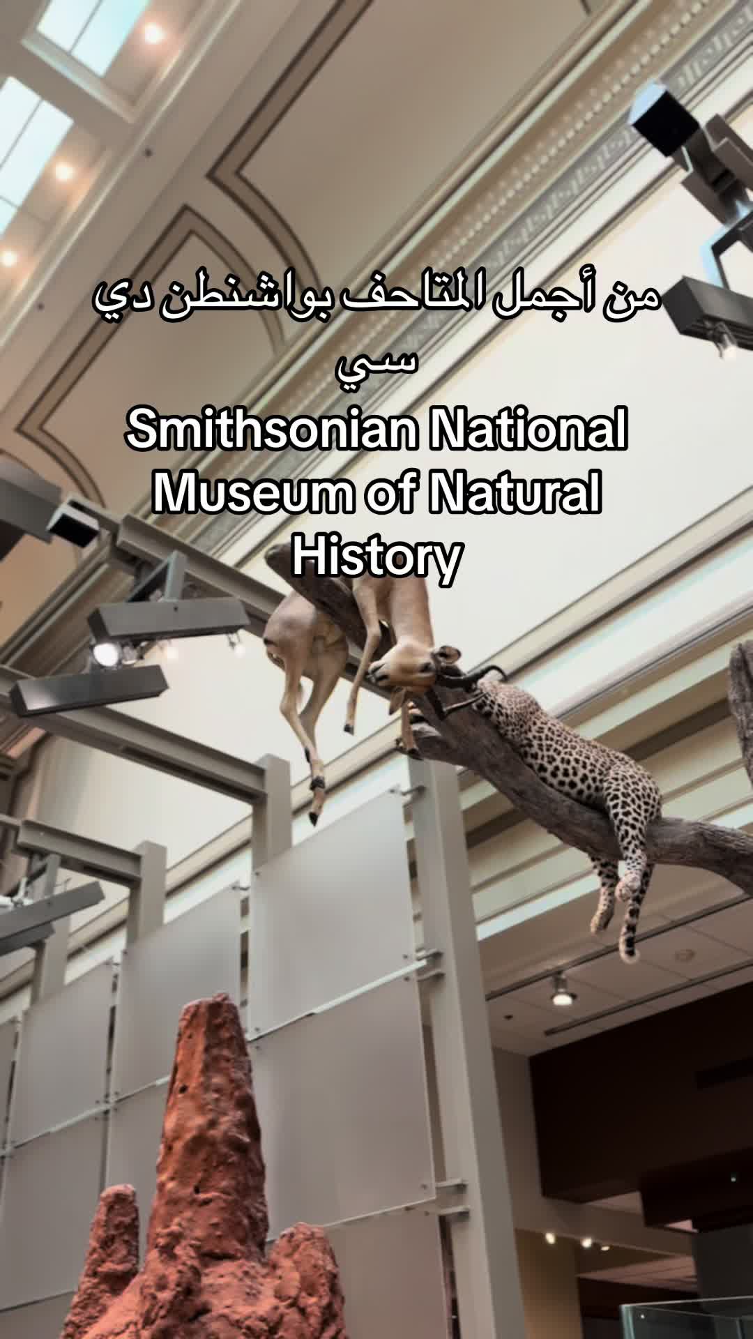 המוזיאון הלאומי להיסטוריה של הטבע (Smithsonian National Museum of Natural History)