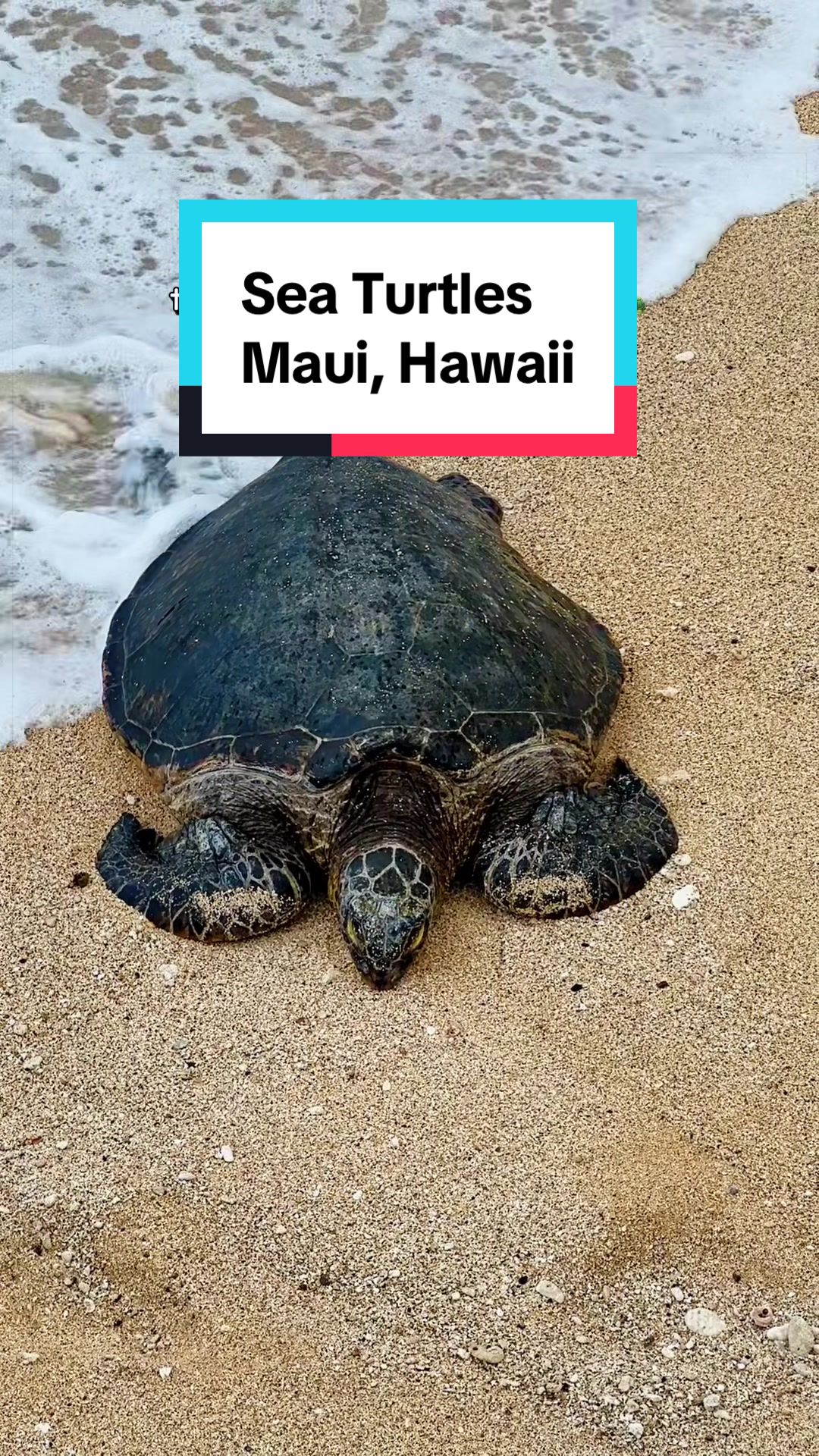 Ho'okipa Beach Park