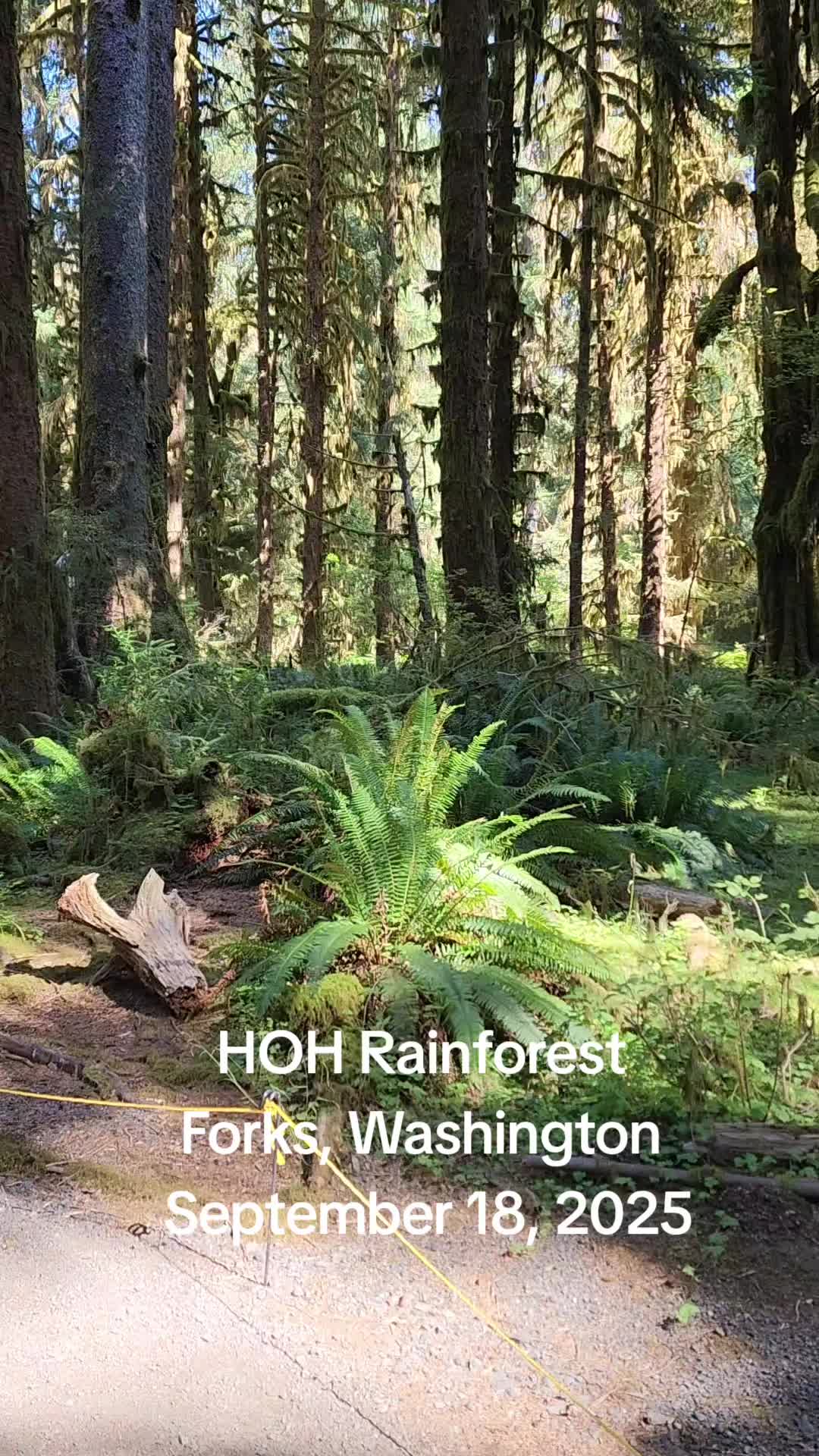 Hoh Rain Forest - Hall of Mosses Trail