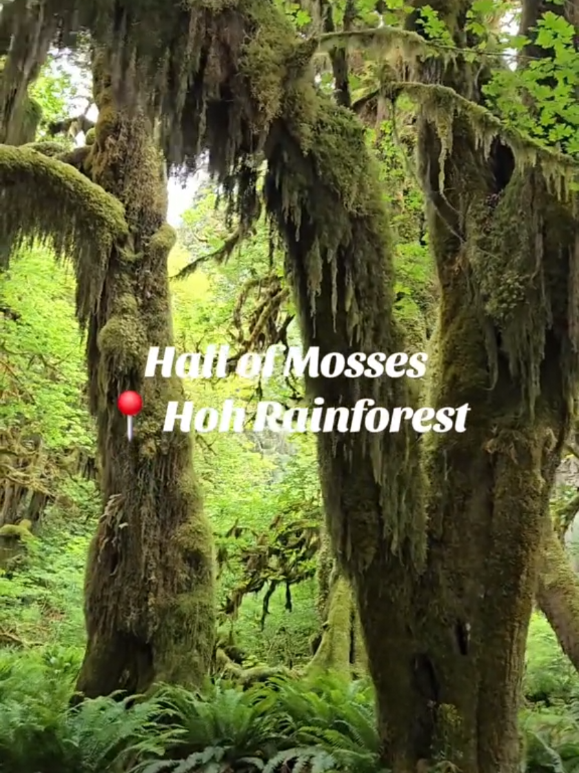 Hoh Rain Forest - Hall of Mosses Trail