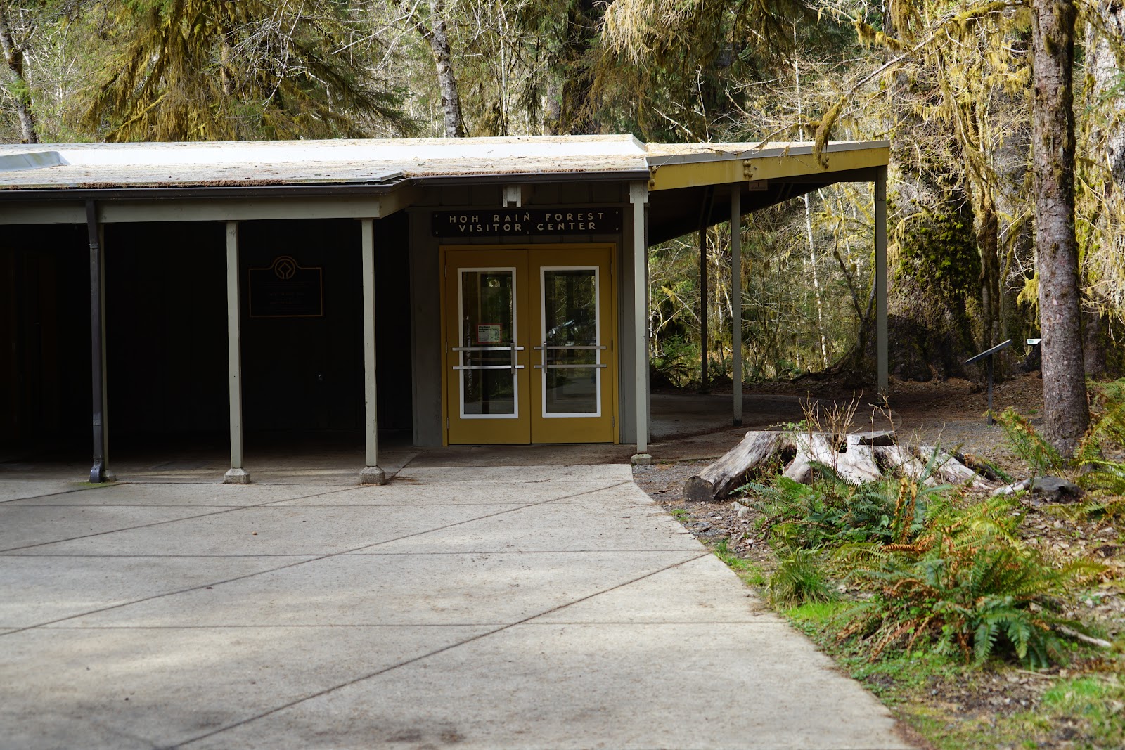 Hoh Rain Forest