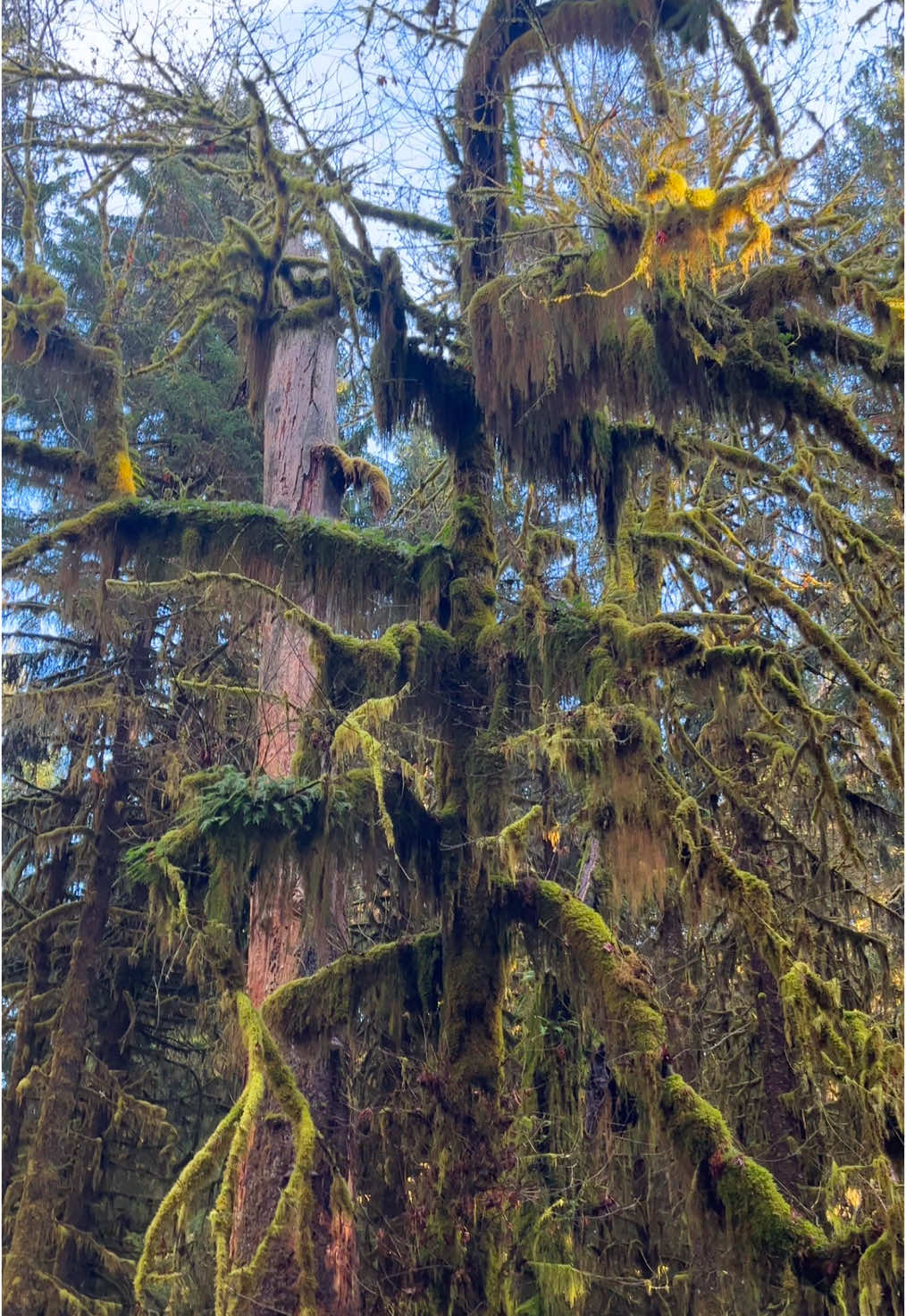 Hoh River Trail