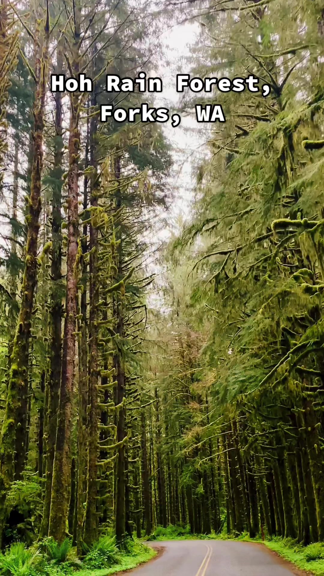 Hoh River Trail