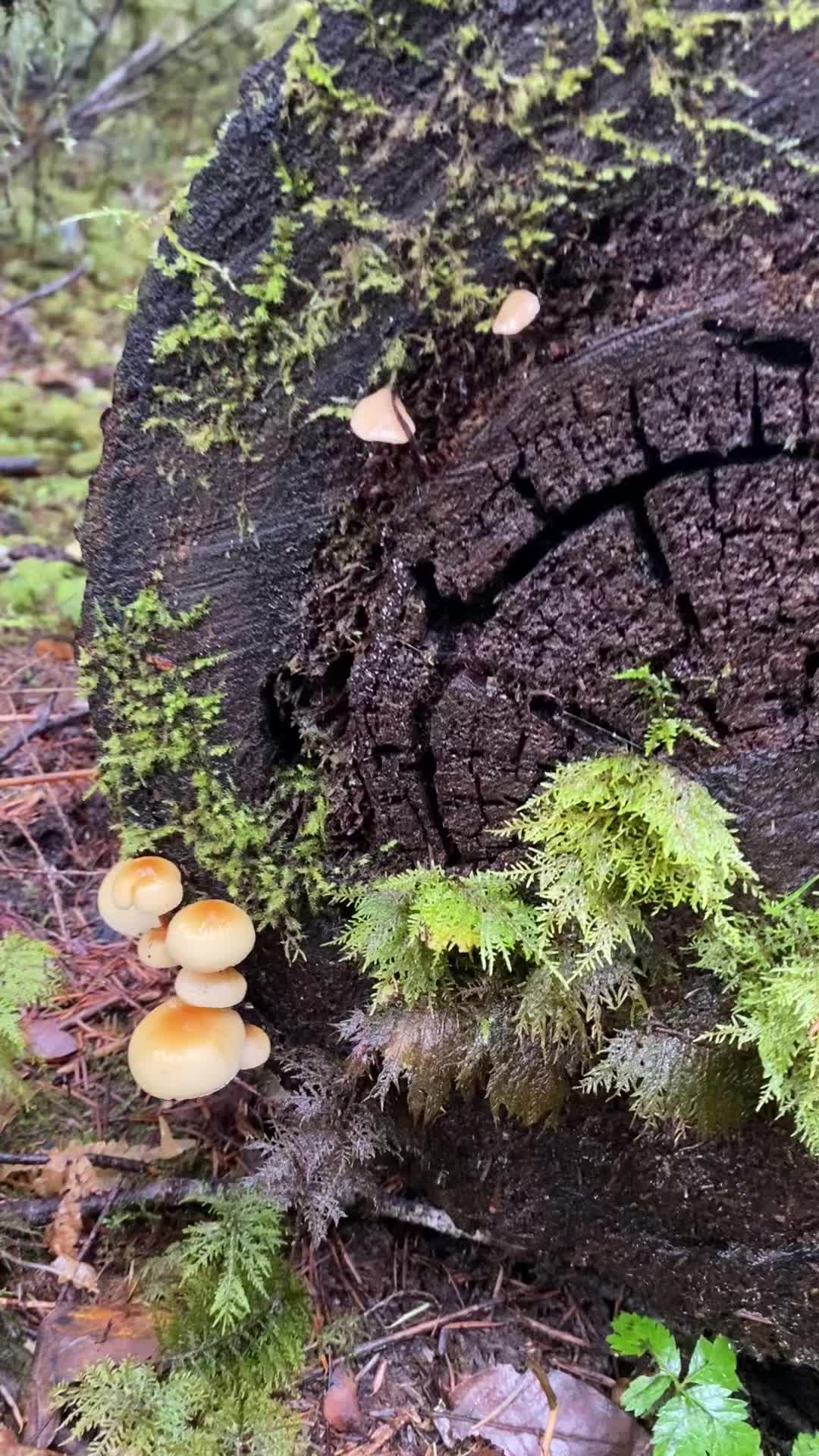 Hoh River Trail