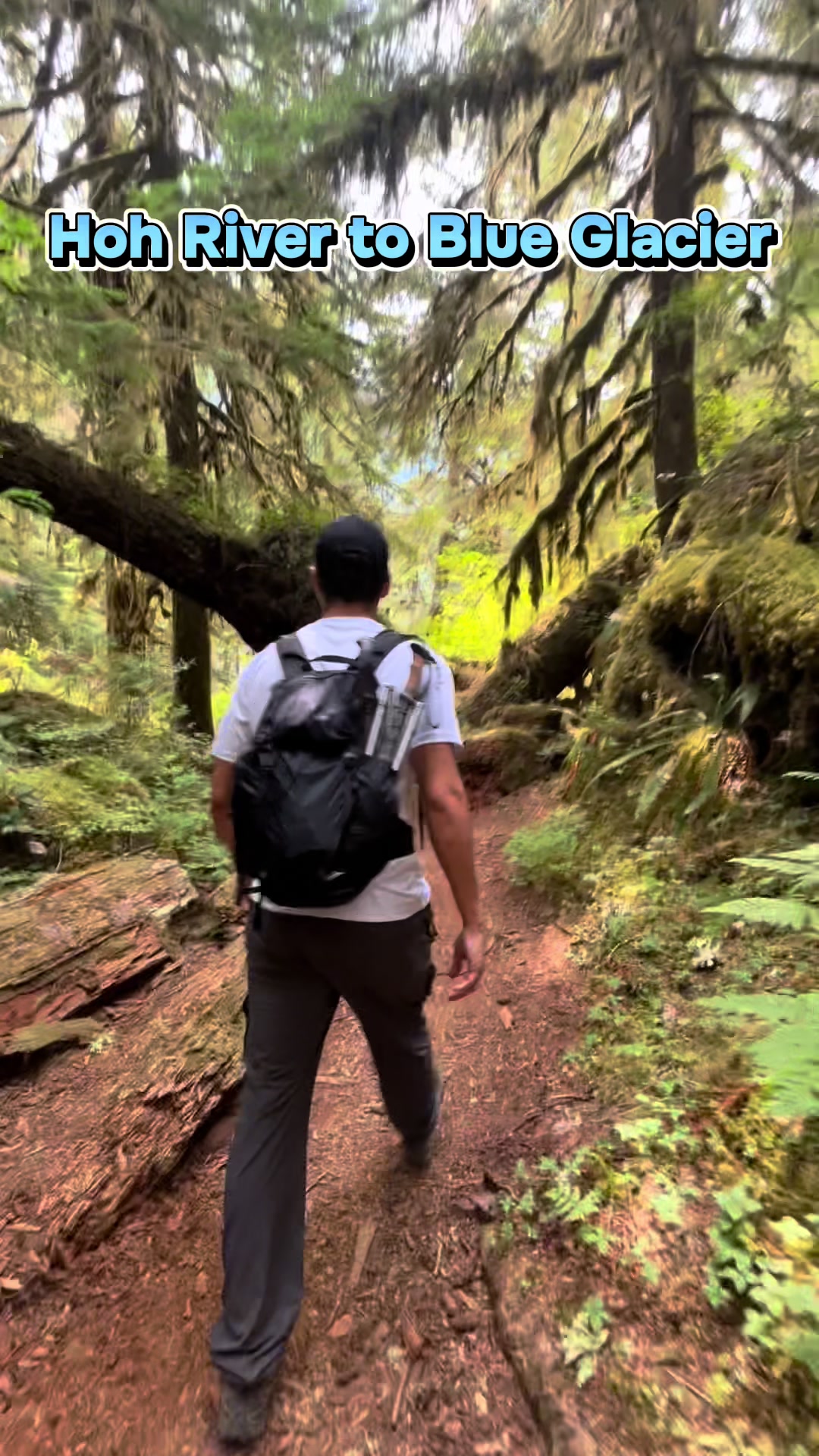Hoh River Trail